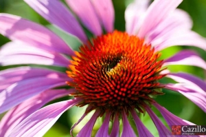 20100617_springtonmanor_0472